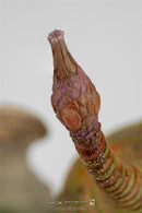 Monster Hunter World Pukei Pukei Statue 1:26 Scale PA001MH