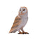 Barn Owl Wildlife Toy Figure 6 cm Height Approx Mojo Fun 381054