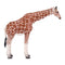 Giraffe Female Wildlife Toy Figure 12.5 cm Height Approx Mojo Fun 381033