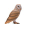 Barn Owl Wildlife Toy Figure 6 cm Height Approx Mojo Fun 381054