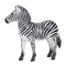 Zebra Mare Wildlife Toy Figure 9 cm Height Approx Mojo Fun 387393