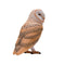 Barn Owl Wildlife Toy Figure 6 cm Height Approx Mojo Fun 381054