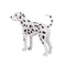 Dalmatian Pet Dog Toy Figure 7 cm Height Approx Mojo Fun 387248