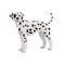Dalmatian Pet Dog Toy Figure 7 cm Height Approx Mojo Fun 387248