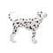 Dalmatian Pet Dog Toy Figure 7 cm Height Approx Mojo Fun 387248