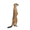 Meerkat Wildlife Toy Figure 6 cm Height Approx Mojo Fun 387125
