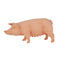 Pig Sow Farm Animal Toy Figure 10 cm Length Approx Mojo Fun 387054