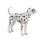 Dalmatian Pet Dog Toy Figure 7 cm Height Approx Mojo Fun 387248