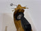 Vespa 50 R Positano Yellow 1:18 Scale Norev 182080