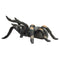 Red Kneed Tarantula Reptile Toy Figure 7 cm Length Approx Mojo Fun 387213